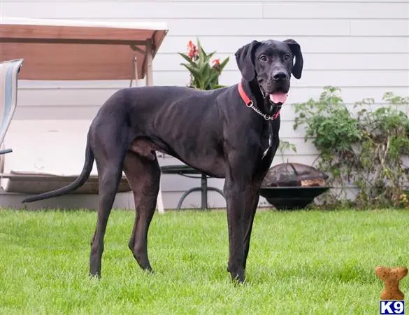 Great Dane stud dog