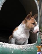 bull terrier puppy posted by argentine