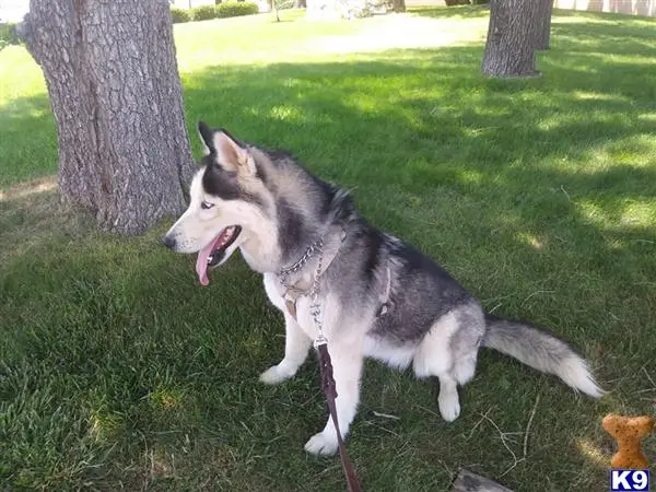 Siberian Husky