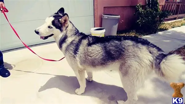 Siberian Husky female dog