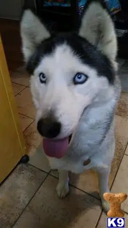 Siberian Husky female dog