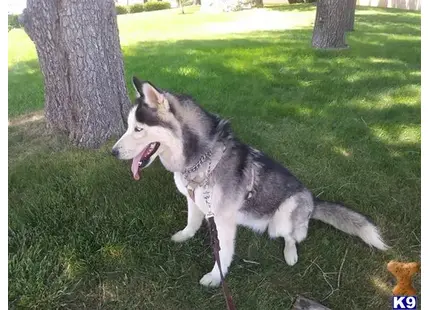 Siberian Husky