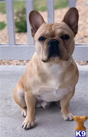 French Bulldog stud dog