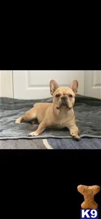 French Bulldog stud dog