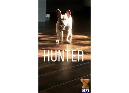 a french bulldog dog jumping over a railing