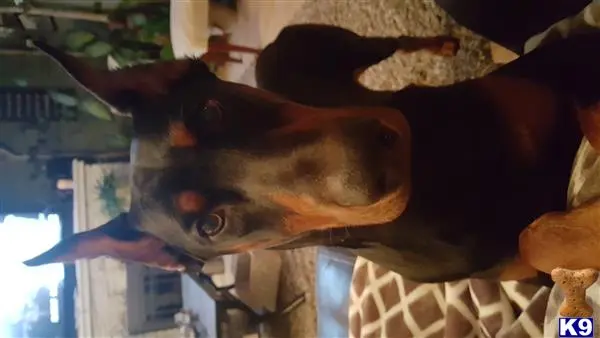 Doberman Pinscher stud dog