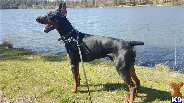 Doberman Pinscher stud dog