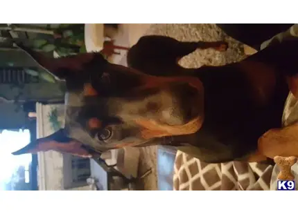 Doberman Pinscher