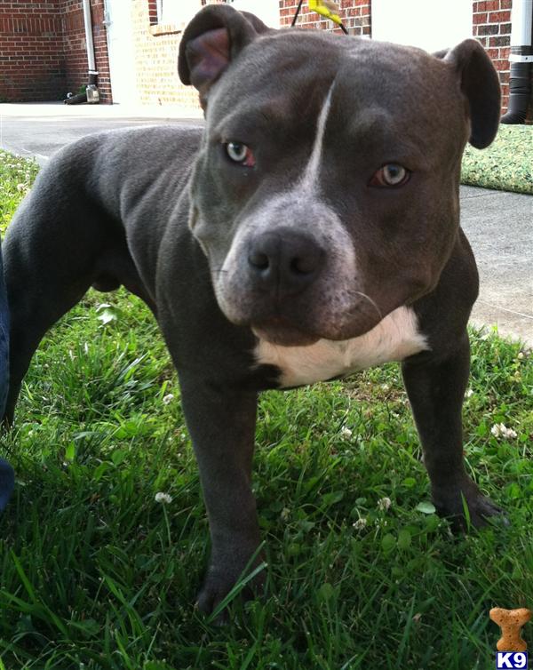 American Pit Bull stud dog