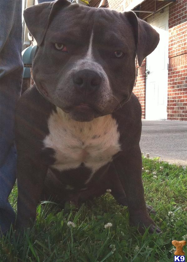 American Pit Bull stud dog