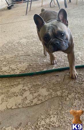 a french bulldog dog on a leash