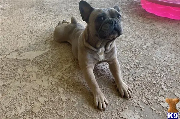 French Bulldog stud dog: a french bulldog dog lying on the ground