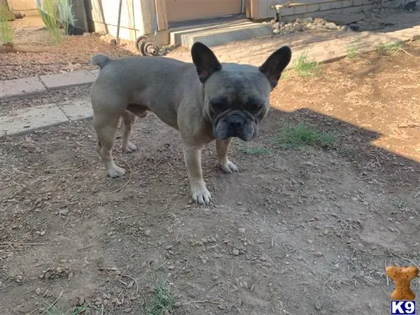 French Bulldog stud dog: a french bulldog dog standing on dirt