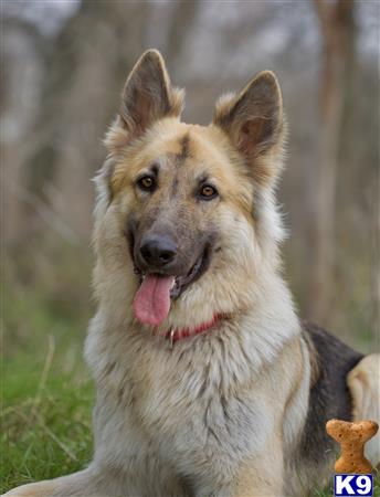 German Shepherd female dog