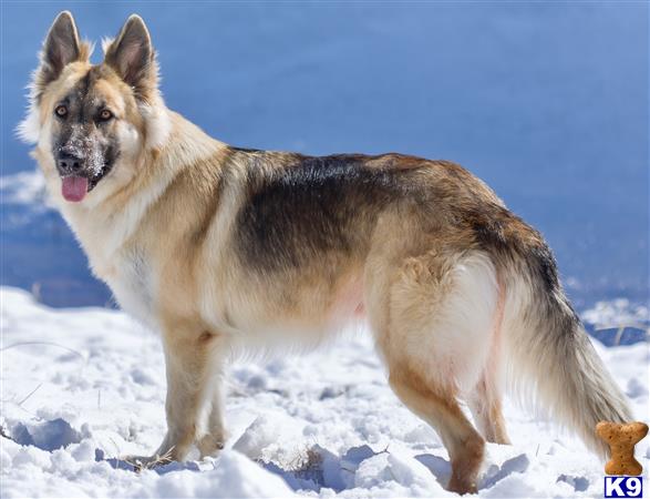 German Shepherd female dog