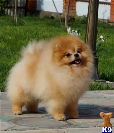 Pomeranian stud dog