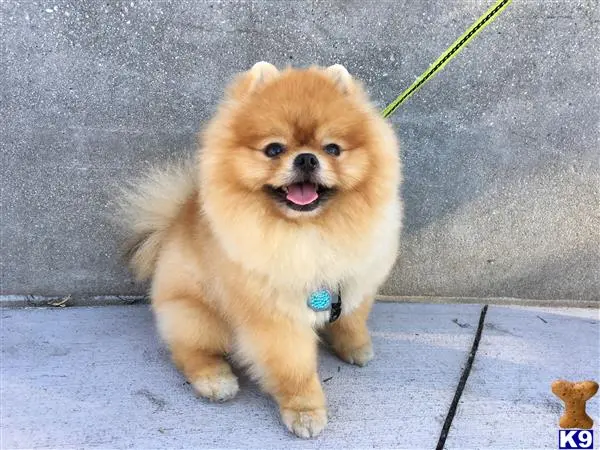 Pomeranian stud dog