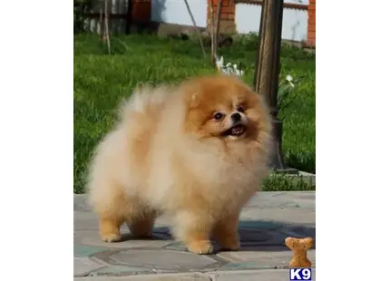 Pomeranian