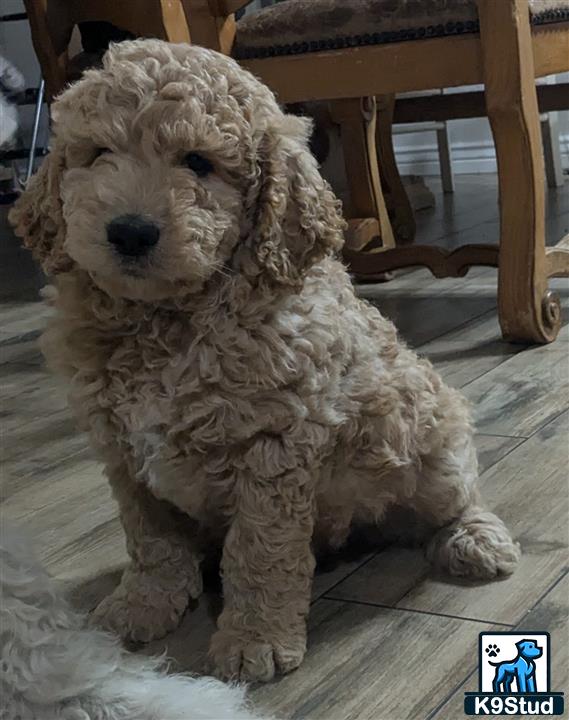 a goldendoodles dog sitting on the floor