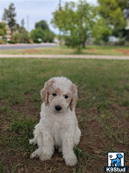 a goldendoodles dog sitting in a grassy area