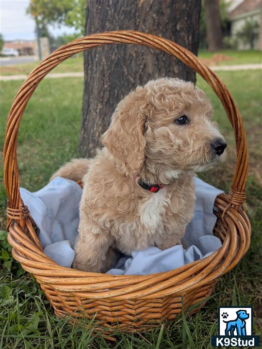 a goldendoodles dog sitting in a basket