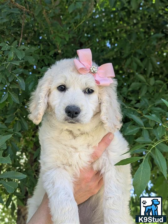 a goldendoodles dog with a pink bow
