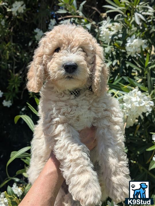 a person holding a goldendoodles puppy