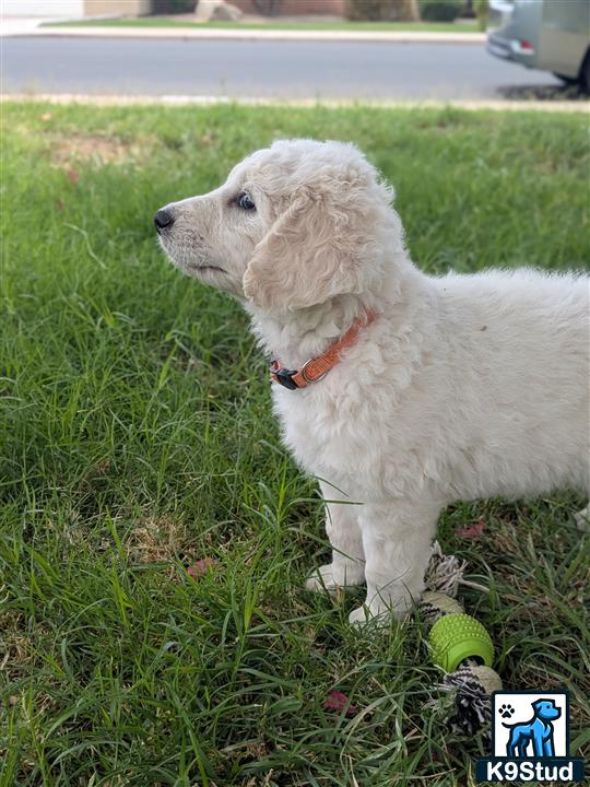 a goldendoodles dog sitting in the grass