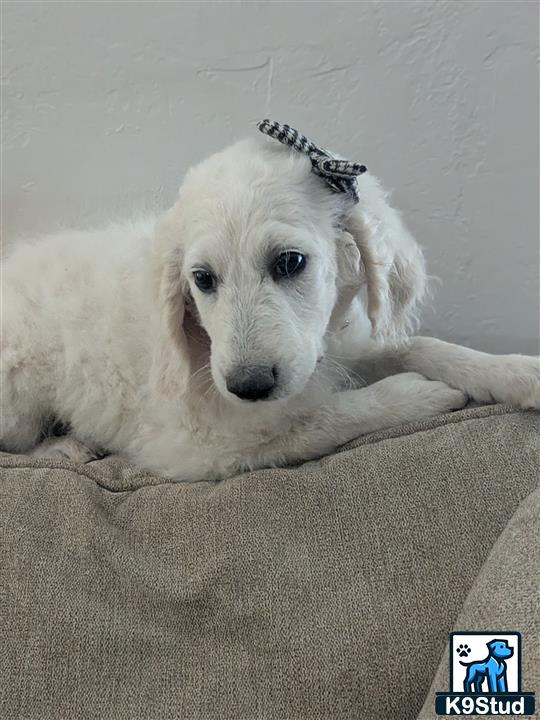 a goldendoodles dog lying on a couch