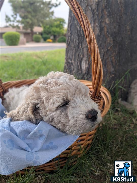 a goldendoodles dog lying in a basket
