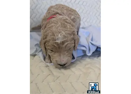 a goldendoodles dog sleeping on a bed