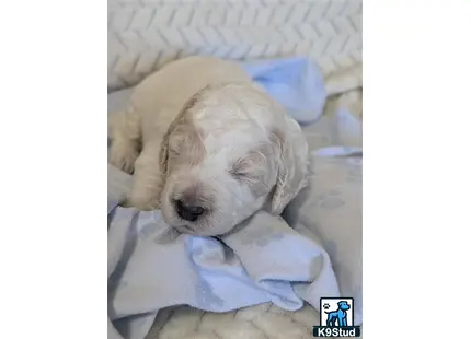 a goldendoodles dog lying on a bed