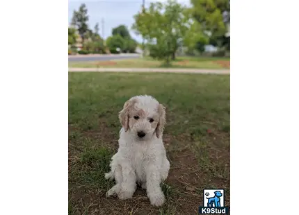 a goldendoodles dog sitting in a grassy area