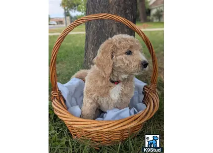 a goldendoodles dog sitting in a basket