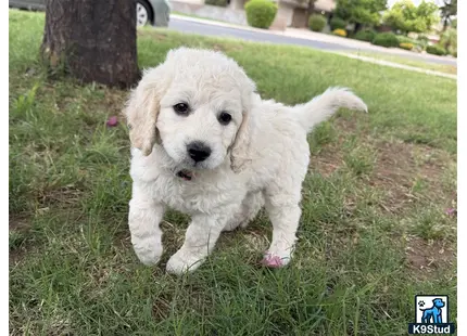 Goldendoodles puppy