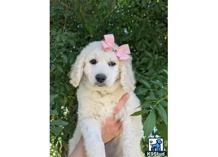 a goldendoodles dog with a pink bow