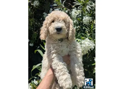 a person holding a goldendoodles puppy