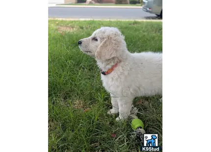 a goldendoodles dog sitting in the grass