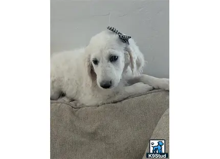 a goldendoodles dog lying on a couch