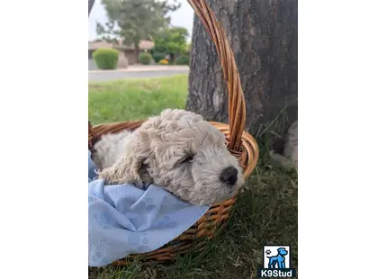 a goldendoodles dog lying in a basket