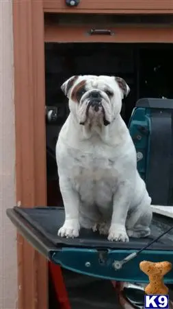 English Bulldog stud dog