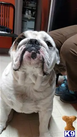 English Bulldog stud dog