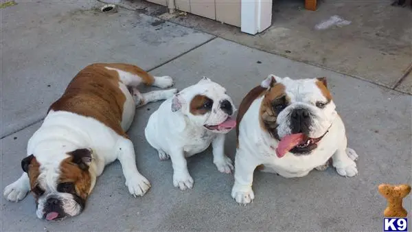 English Bulldog stud dog