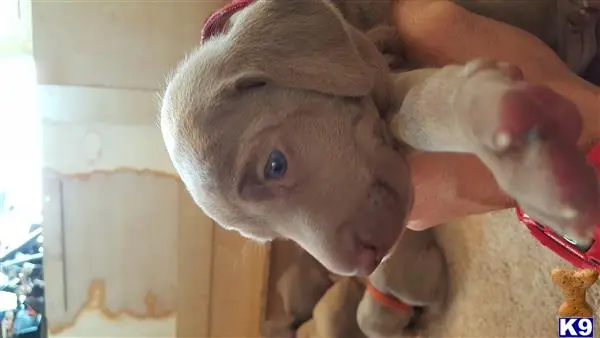 Weimaraner