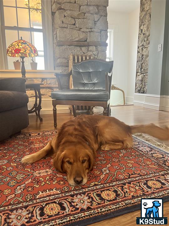 a golden retriever dog lying on a rug