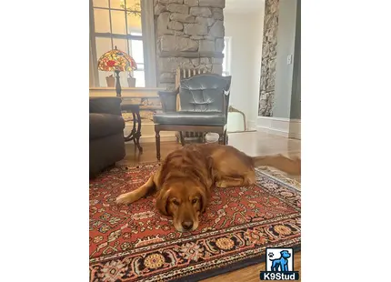 a golden retriever dog lying on a rug