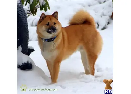 Shiba Inu stud dog: a shiba inu dog standing in the snow