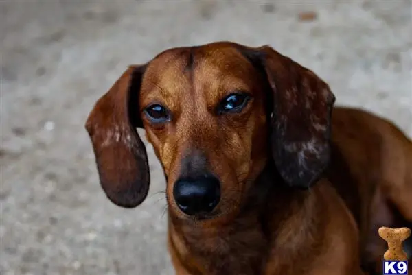 Dachshund stud dog