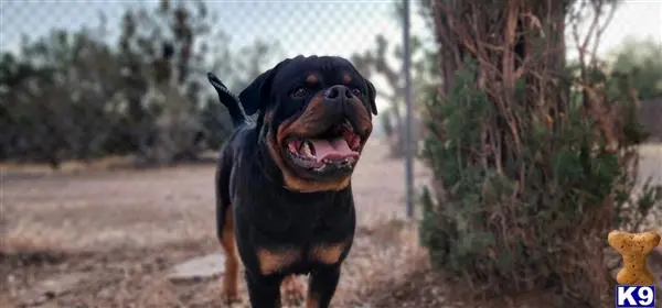 Rottweiler stud dog