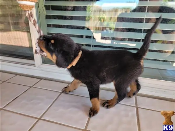 Rottweiler puppy for sale